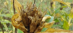 Gentiana cruciata