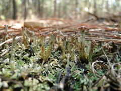 Cladonia subcariosa