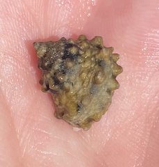 Echinolittorina tuberculata