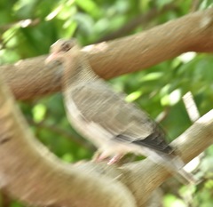 Patagioenas corensis