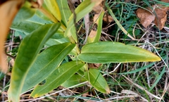 Gentiana cruciata