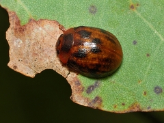 Trachymela catenata