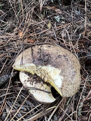 Suillus fuscotomentosus