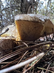 Suillus fuscotomentosus