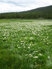 Wyethia helianthoides