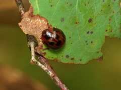 Trachymela catenata
