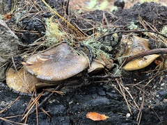 Suillus fuscotomentosus
