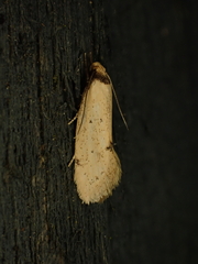 Atalopsis