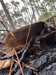 Suillus fuscotomentosus