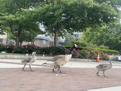 Branta canadensis