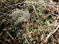 Cladonia floerkeana