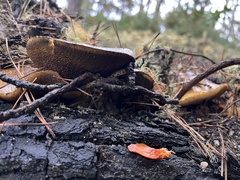 Suillus fuscotomentosus