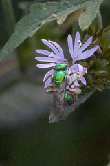 Paraugochloropsis