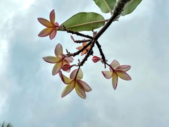 Plumeria rubra