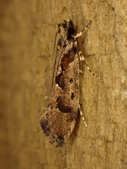 Erechthias capnitis