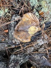 Suillus fuscotomentosus