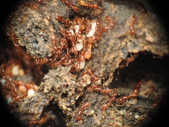 Ooceraea australis