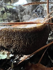 Suillus fuscotomentosus