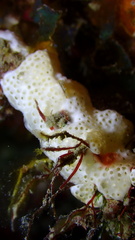 Didemnum conchyliatum