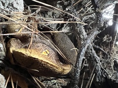 Suillus fuscotomentosus