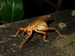 Pterapotrechus
