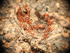 Ooceraea australis