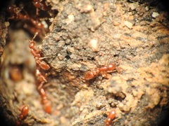 Ooceraea australis