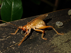 Pterapotrechus