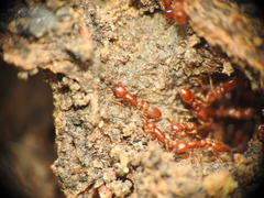 Ooceraea australis
