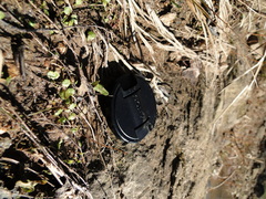 Hydrocotyle sibthorpioides