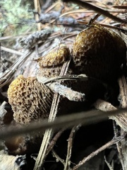 Suillus fuscotomentosus