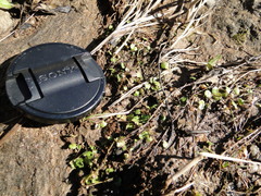 Hydrocotyle sibthorpioides