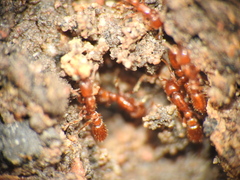 Ooceraea australis