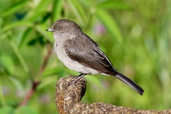 Melaenornis chocolatinus