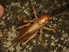 Pterapotrechus