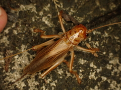 Pterapotrechus