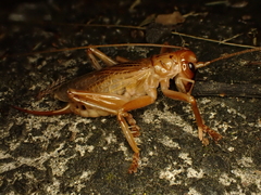 Pterapotrechus