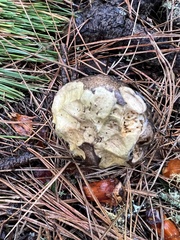 Suillus fuscotomentosus