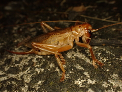 Pterapotrechus