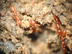 Ooceraea australis