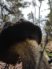 Suillus fuscotomentosus