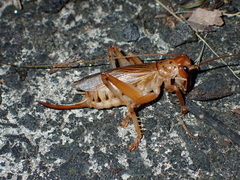 Pterapotrechus