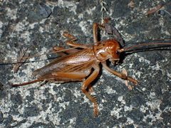 Pterapotrechus