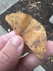 Bartheletia paradoxa