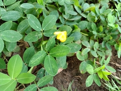 Arachis pintoi