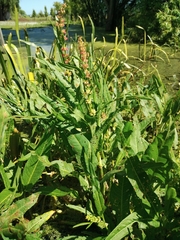 Rumex brownii