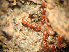 Ooceraea australis