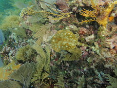 Urobatis jamaicensis