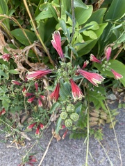 Alstroemeria psittacina