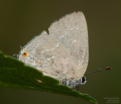 Strephonota tephraeus